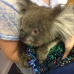 Koala visit